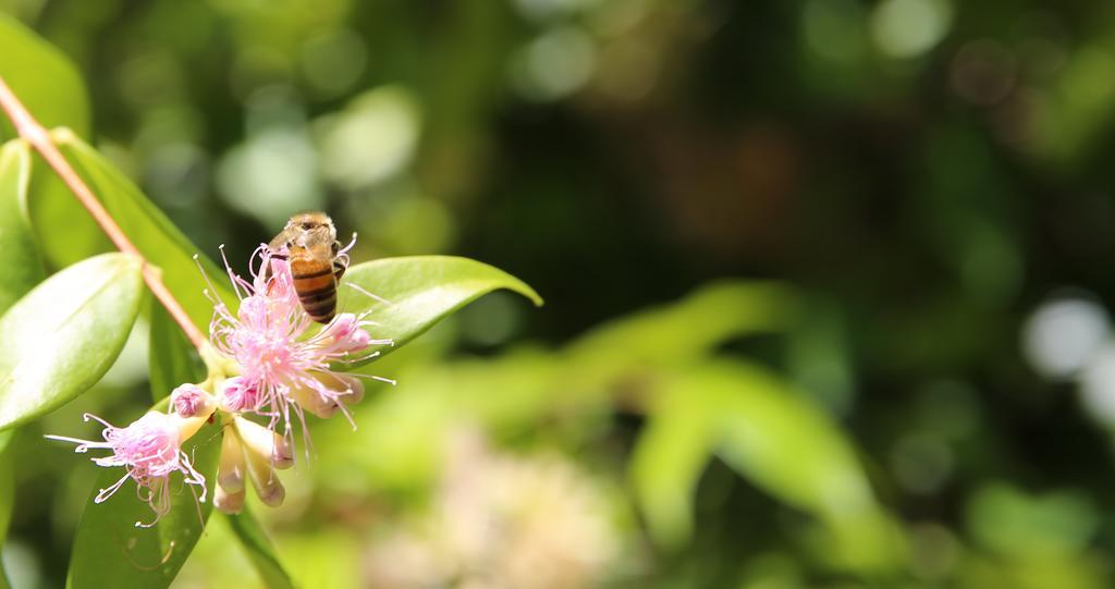 Honeybee Wellness Resort Kandanga Dış mekan fotoğraf